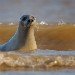Seal 151109_7